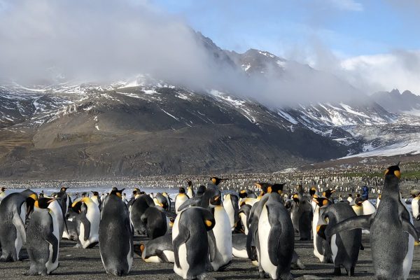 A king penguin colony on South Georgia Island