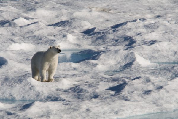 A lone polar bear on the sea ice