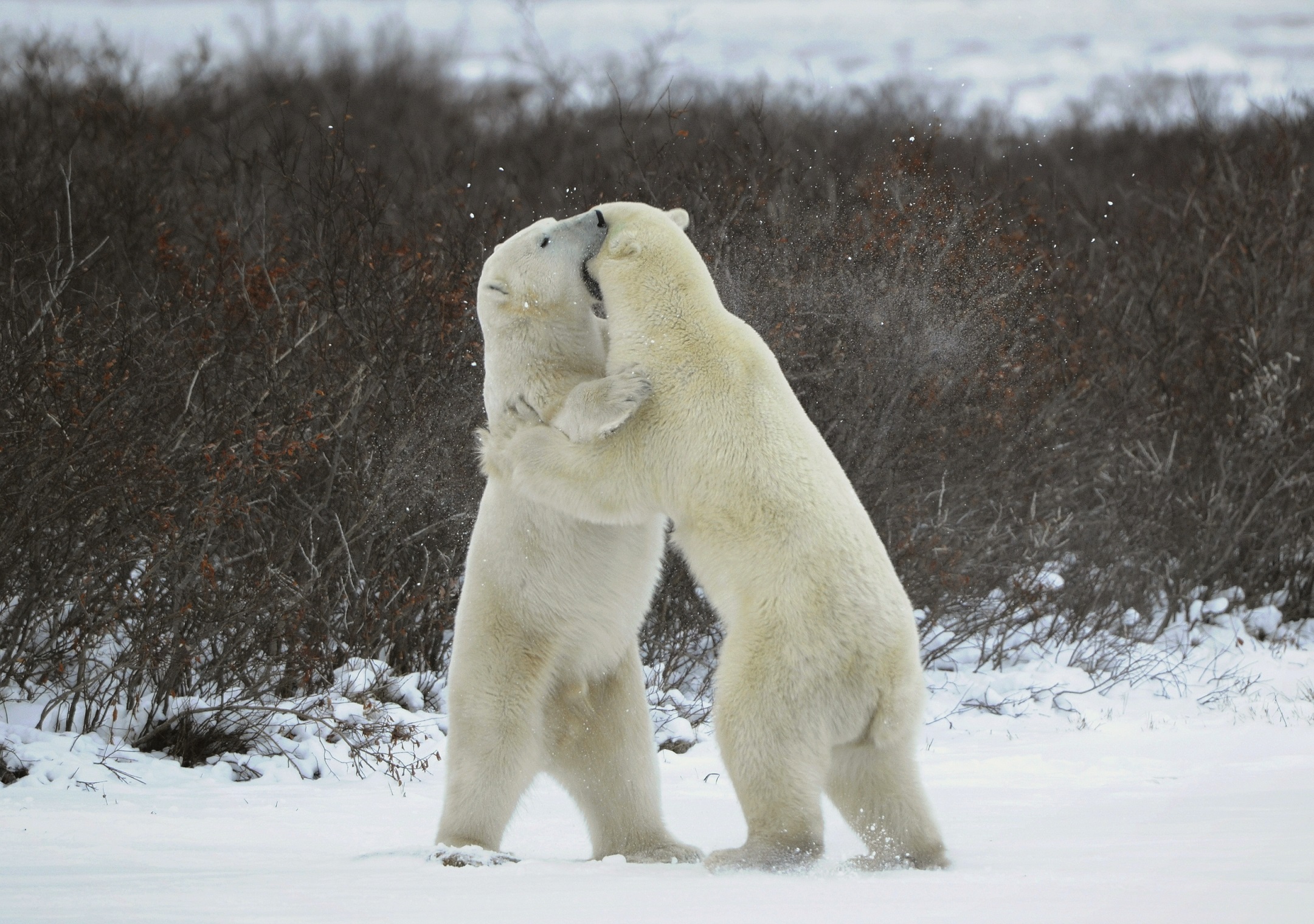Two male bears fighting amidst snow and bushes